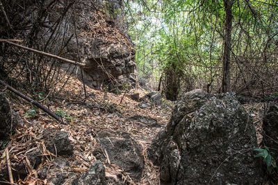 Trees in forest