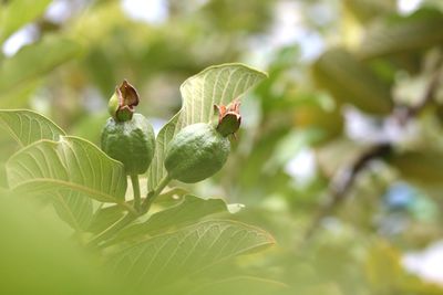 Close-up of insect on plant