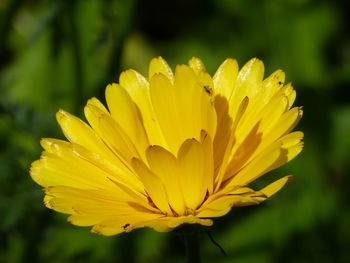 Close-up of yellow flowering plant