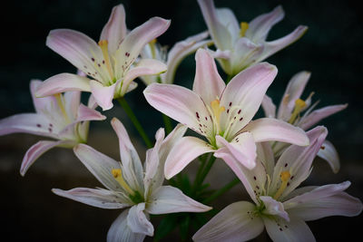 Close-up of white flowers