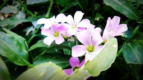 Close-up of purple flowers blooming outdoors