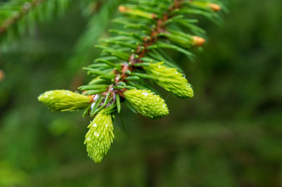 Close-up of green plant