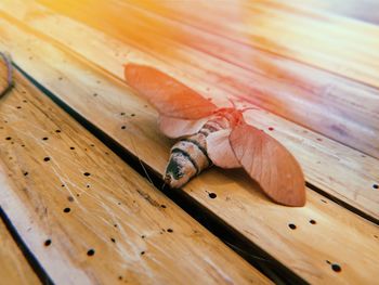 High angle view of bee on wooden table