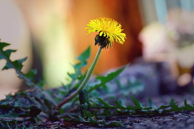 Close-up of yellow flowering plant