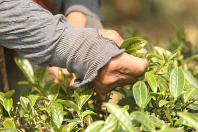 Hand picking tea is the most traditional way of picking tea