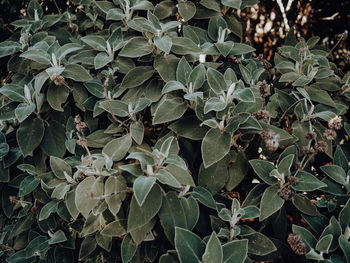 Full frame shot of leaves