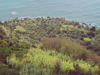 High angle view of trees by sea