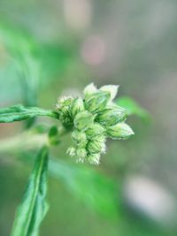 Close-up of flower against blurred background