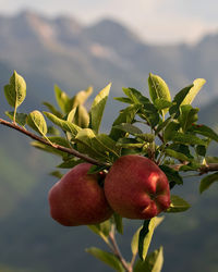 The tasty apples from valtellina. italy