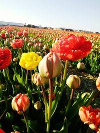 Close-up of red tulips growing on field against sky