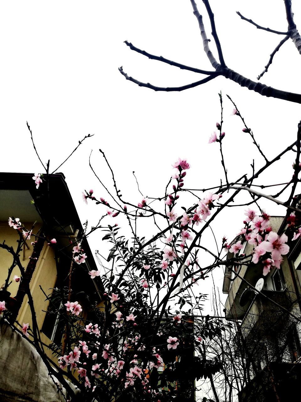 plant, flowering plant, flower, growth, tree, nature, low angle view, sky, fragility, branch, freshness, no people, beauty in nature, pink color, day, vulnerability, built structure, blossom, building exterior, architecture, outdoors, springtime, cherry blossom