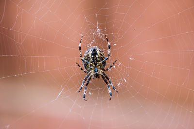 Close-up of spider on web