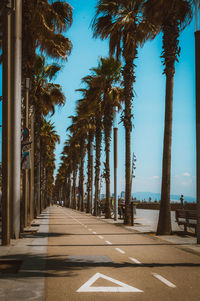 The californian dream along the coast of barcelona lined with palm in summer - california vibe