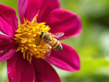 Close-up of honey bee pollinating flower