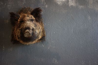 High angle view of stuffed animal head on the wall