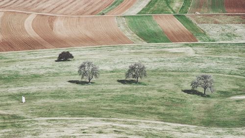 Scenic view of grassy field