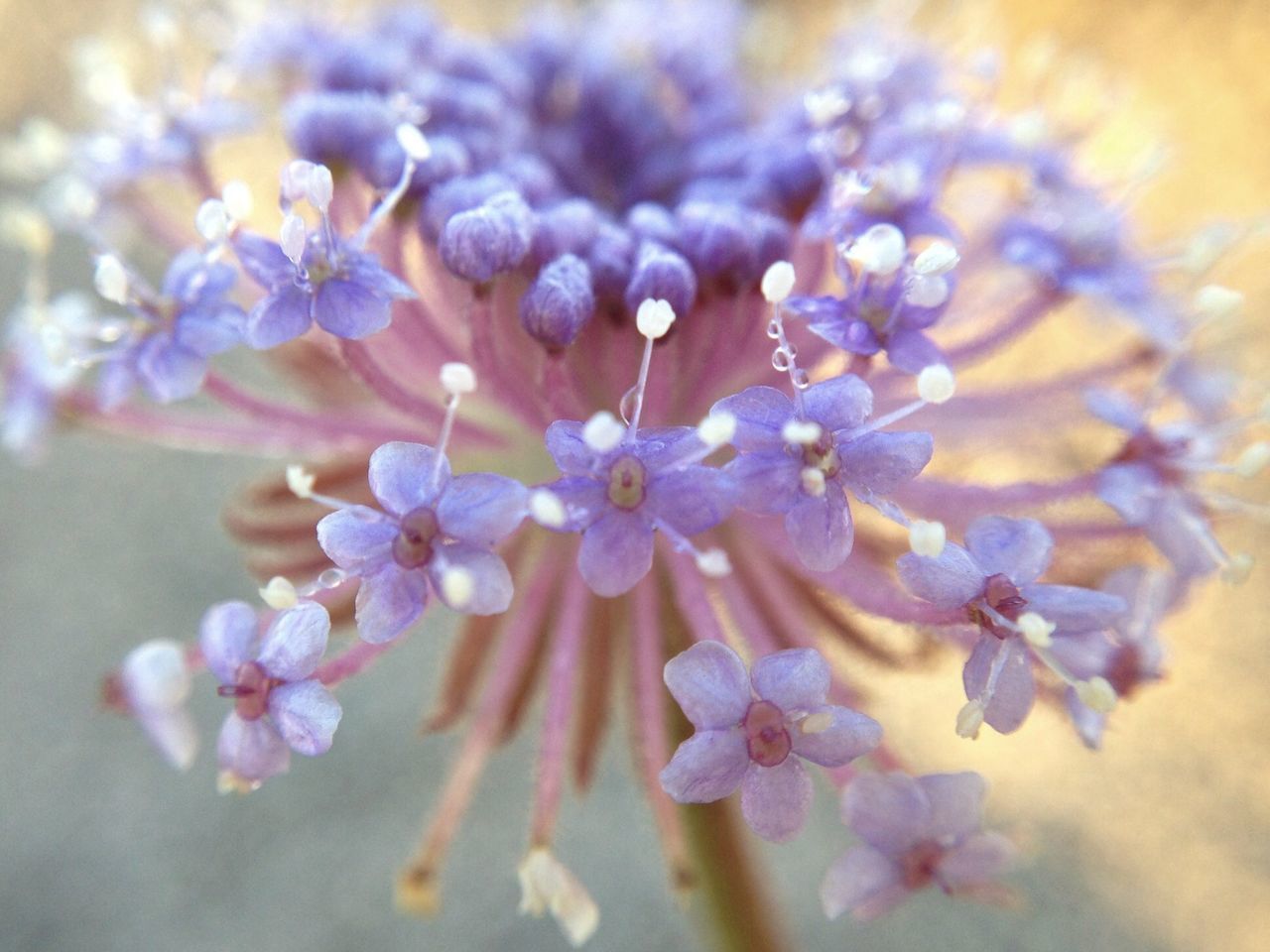 flower, freshness, fragility, petal, close-up, growth, beauty in nature, nature, focus on foreground, plant, flower head, selective focus, purple, blooming, leaf, no people, day, in bloom, blossom, botany