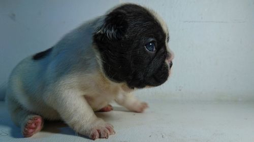 Close-up of puppy looking away white sitting on floor