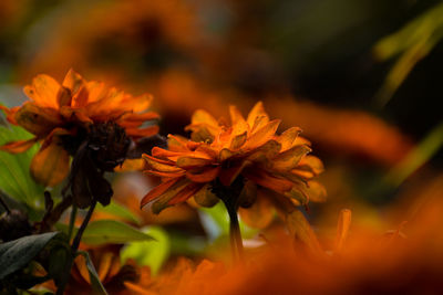 Close-up of wilted flower