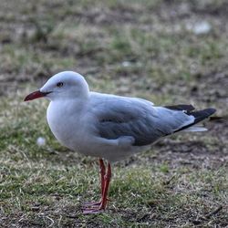 Bird on grassy field