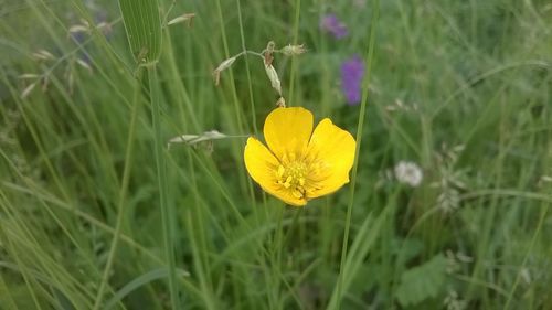 Close-up of yellow flowers