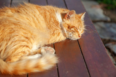 Ginger fluffy street cat sleeping in istanbul, turkey. animal portrait.