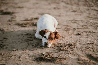 Portrait of dog on field