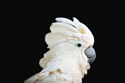 Close-up of a bird against black background