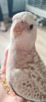 Close-up portrait of a bird