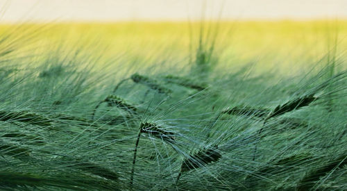 Close-up of crop in field