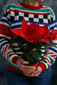 Bright red poinsettia flower in the hands of a woman in a bright winter sweater