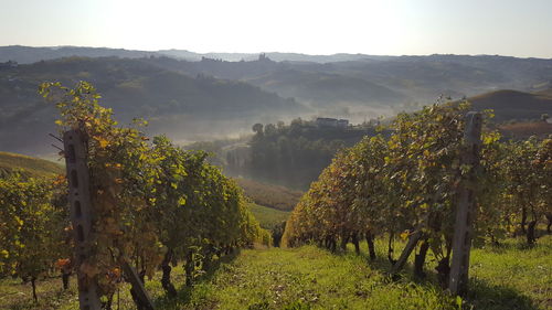 Scenic view of vineyard against sky