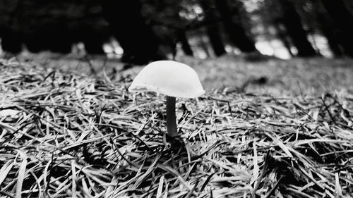 Close-up of mushroom growing on field