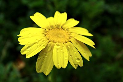 Close-up of yellow flower blooming outdoors