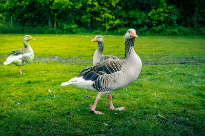 Ducks on grass