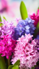 Close-up of pink flowers