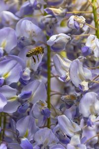 Close-up of purple flowering plants