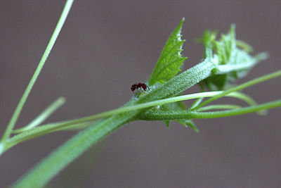 Close-up of insect on plant