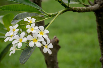 Close-up of frangipani plant