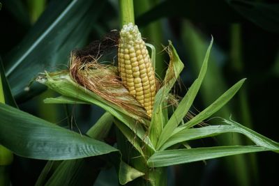 Close up of corn in a cornfield 