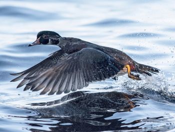 Close-up of bird on lake