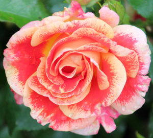 Close-up of pink rose