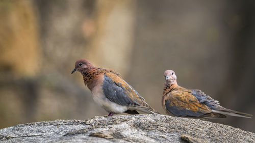 Close-up of birds perching on rock