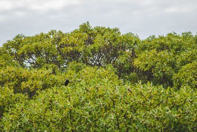 Scenic view of trees against sky