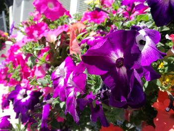 Close-up of purple flowers blooming outdoors