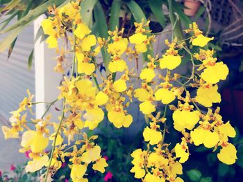 Close-up of yellow flowers