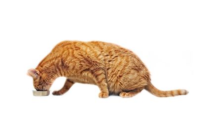 Side view of a cat against white background