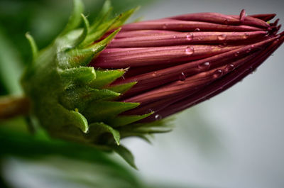 Close-up of flowering plant