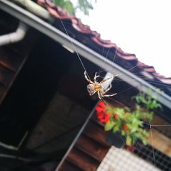 Close-up of spider on web