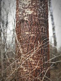 Close-up of tree trunk in forest